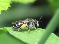 Andrena ovatula