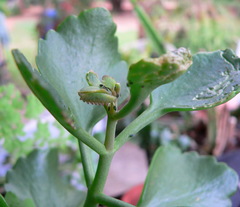 Anthene livida livida