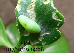 Anthene livida livida