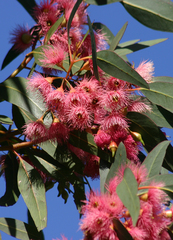 Eucalyptus leucoxylon