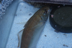 Trachurus japonicus