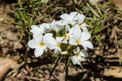 Leptosiphon floribundus