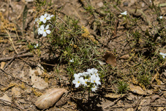 Leptosiphon floribundus