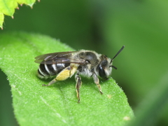 Andrena ovatula