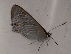 Anthene livida livida