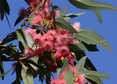 Eucalyptus leucoxylon