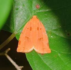 Archips rileyana