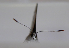 Anthene livida livida