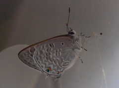 Anthene livida livida