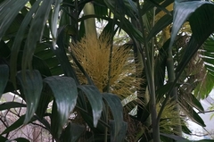 Areca triandra