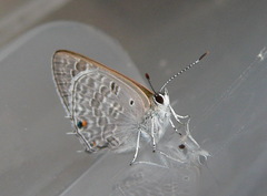 Anthene livida livida