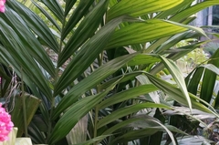 Areca triandra