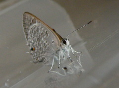 Anthene livida livida