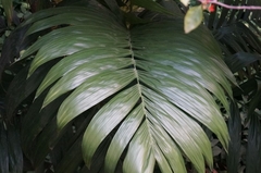 Areca triandra