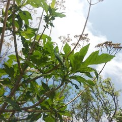 Verbesina trilobata
