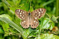 Pararge aegeria tircis