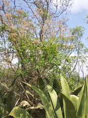 Verbesina trilobata