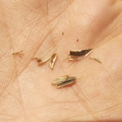 Verbesina trilobata