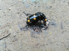 Nicrophorus didymus