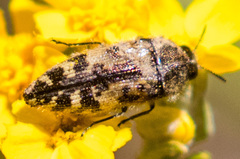 Acmaeodera hepburnii