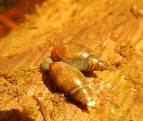 Moss Bladder-snail