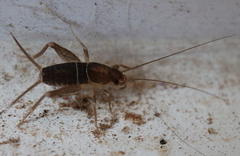 Mogoplistidae