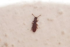 Oryzaephilus