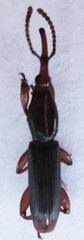 Brentinae