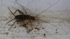 Mogoplistidae