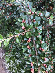 Cotoneaster hjelmqvistii