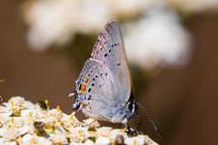 Satyrium californica