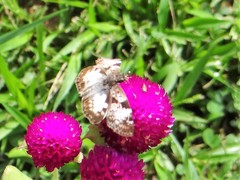 Chiomara asychis