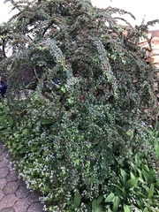 Cotoneaster hjelmqvistii