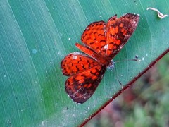 Parvospila lucianus