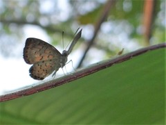 Parvospila lucianus