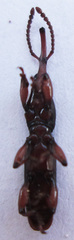 Brentinae