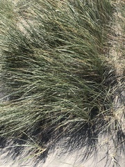 Spinifex sericeus