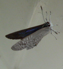 Anthene livida livida