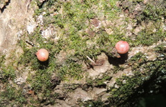 Trigonaspis megaptera