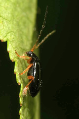 Luperus xanthopoda