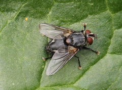 Blepharipa pratensis