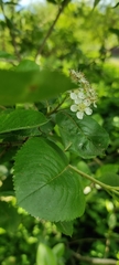 Aronia mitschurinii
