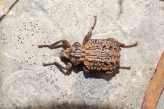Brachycerus undatus