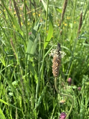 Plantago lanceolata