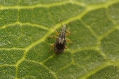 Kalcapion semivittatum