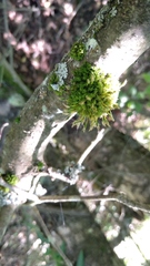 Ulota bruchii