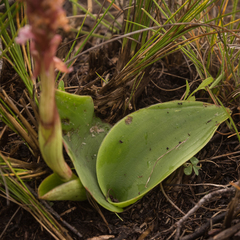 Satyrium neglectum