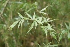 Dypsis pinnatifrons
