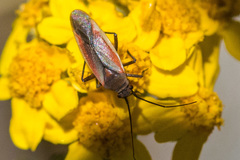 Lopidea marginata