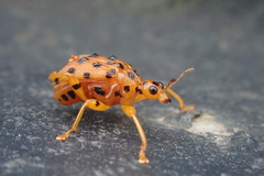 Agomadaranus